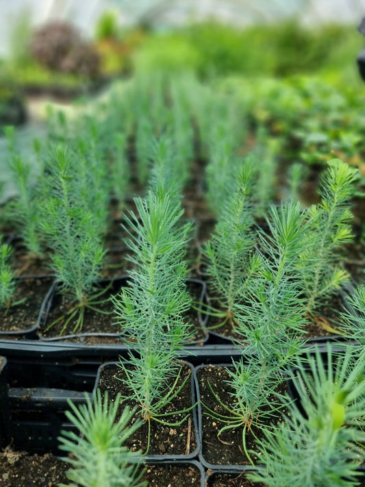 Pin parasol de semis (Pinus pinea)