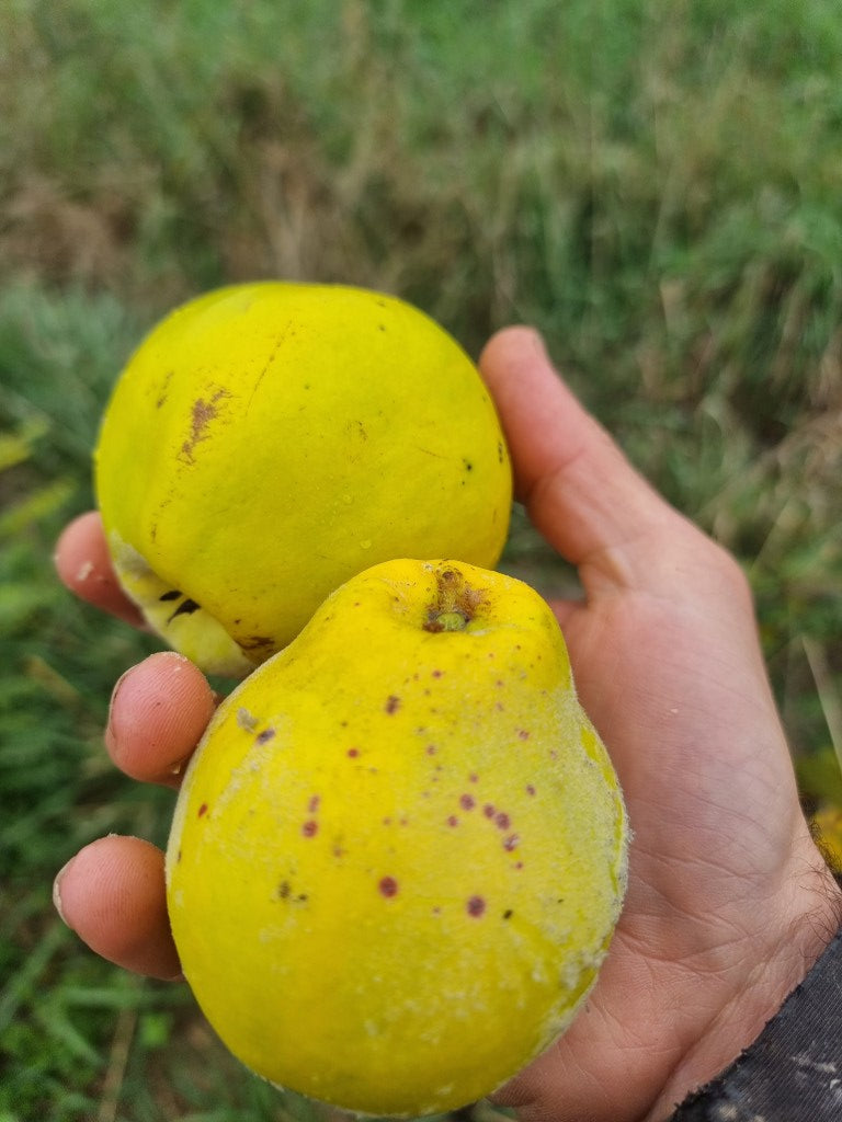 cognassier "Uspech" variété russe résistante au froid