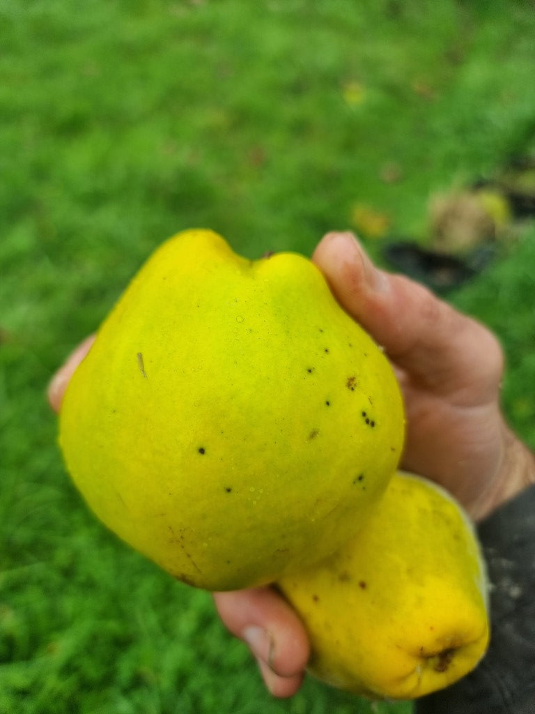 cognassier "Ispolinskaja" variété géante résistante au froid