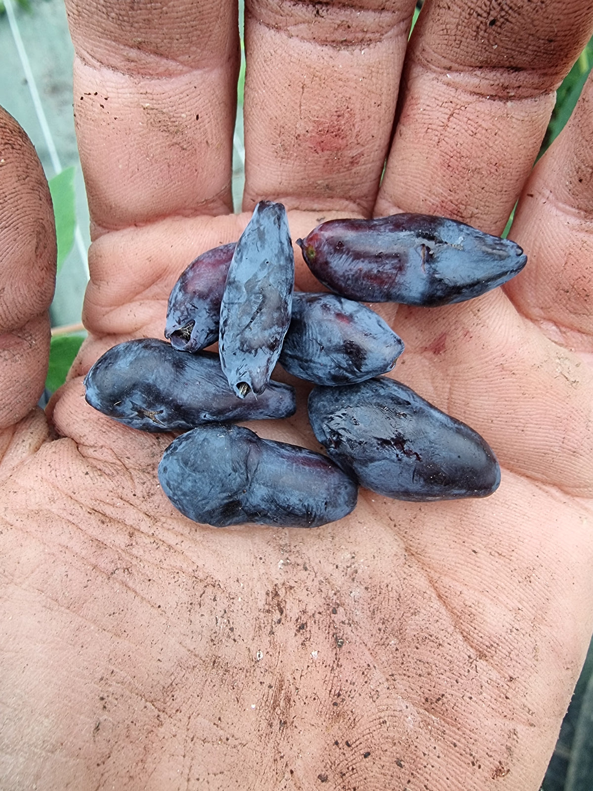 Baie de Mai ‘Bakcharskaya Yubileynaya’ (lonicera kamtschatica)