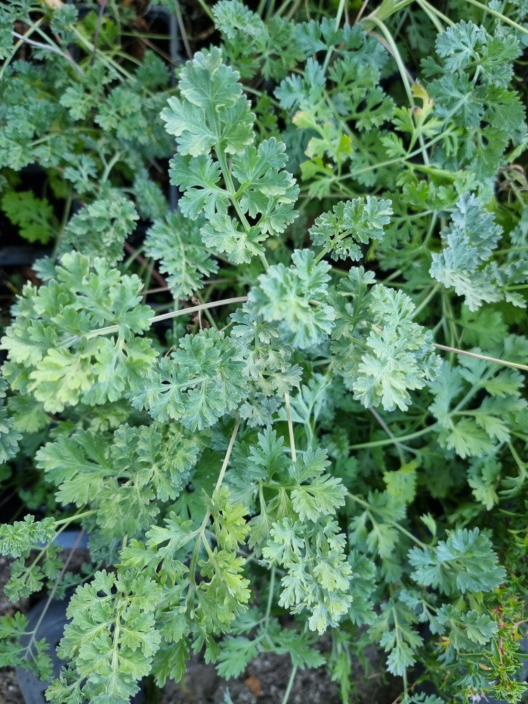 Absinthe (artemisia absinthium)