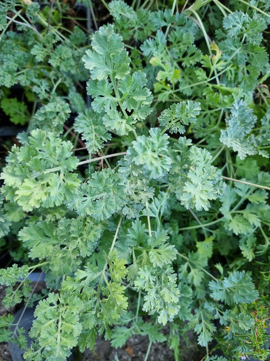 Absinthe (artemisia absinthium)