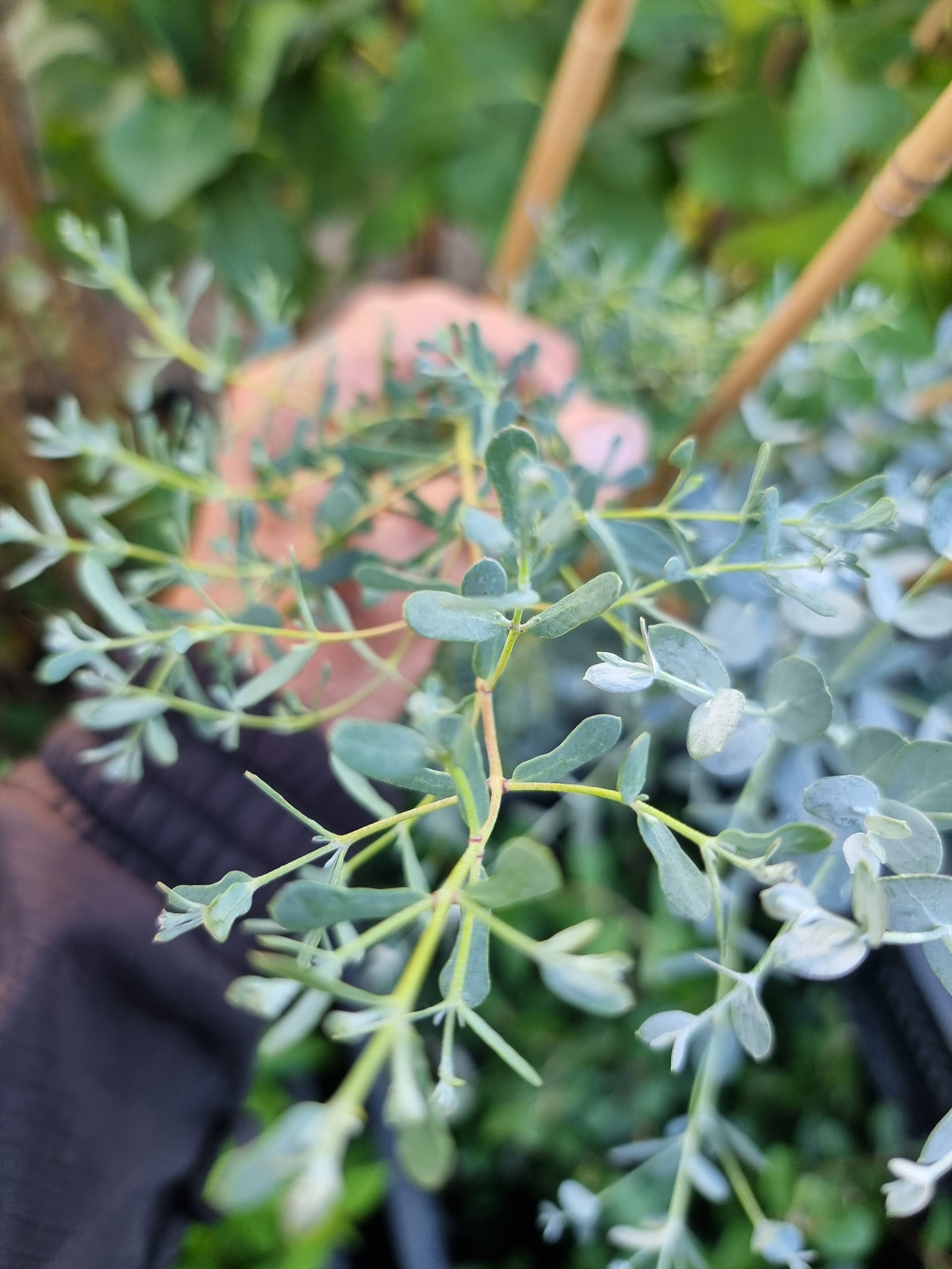 Eucalyptus nain FRANCE BLEU® ‘Rengun’  (Eucalyptus gunnii)