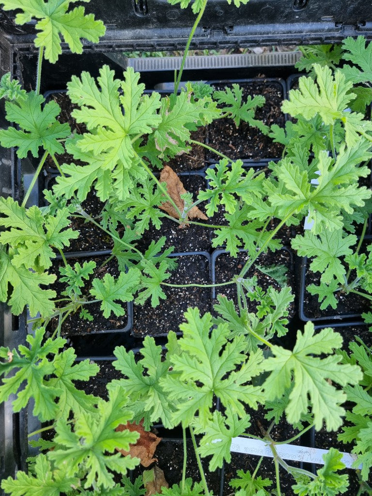 Geranium rosat (Pelargonium rosat)