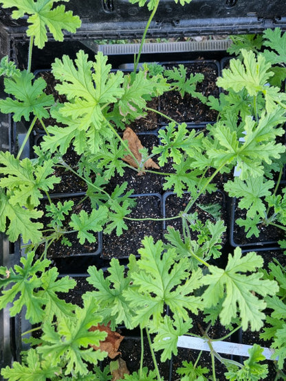 Geranium rosat (Pelargonium rosat)