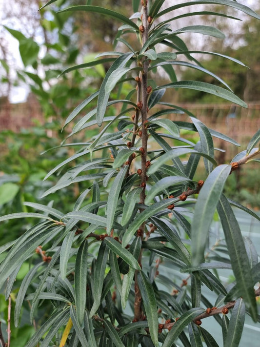 Argousier femelle 'Masculi' (Hippophae rhamnoides)