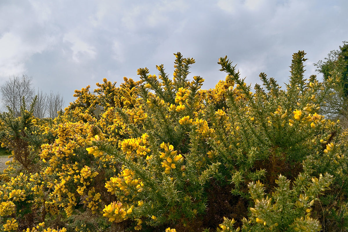 Ajonc d'europe (Ulex europaeus)