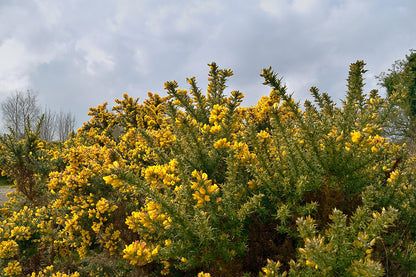 Ajonc d'europe (Ulex europaeus)