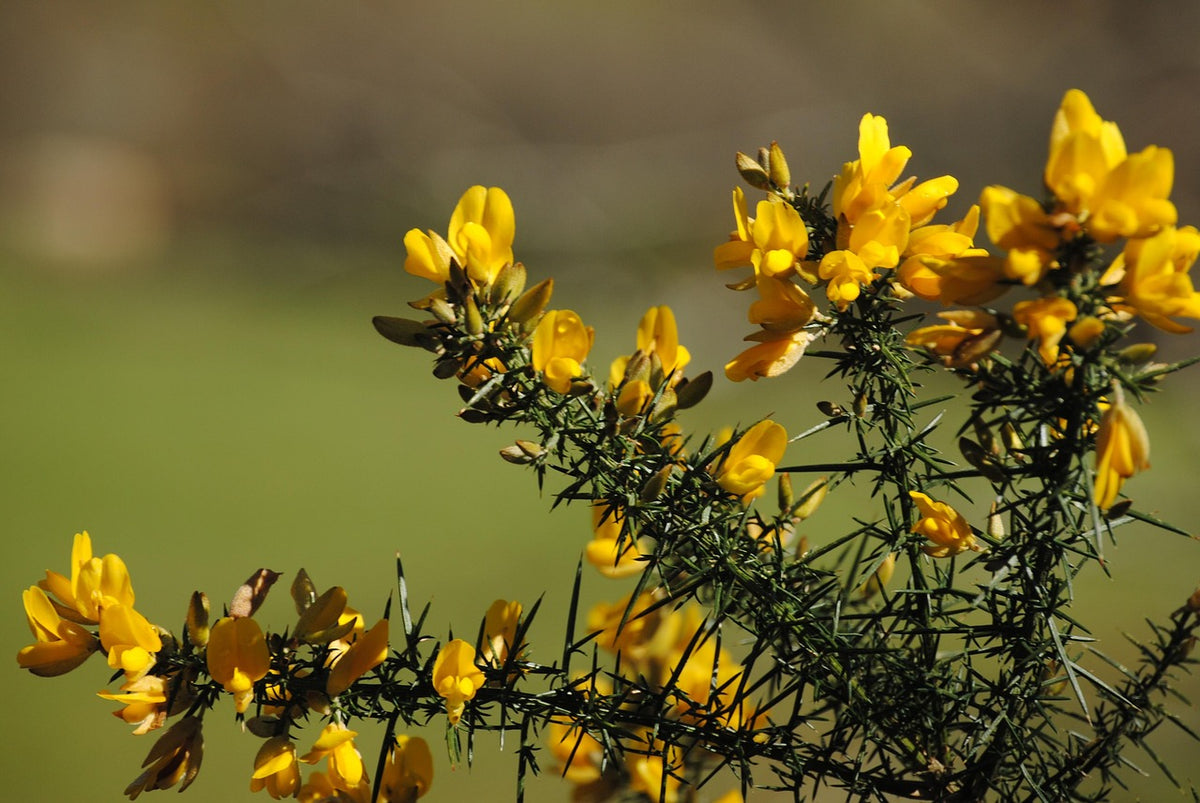 Ajonc d'europe (Ulex europaeus)