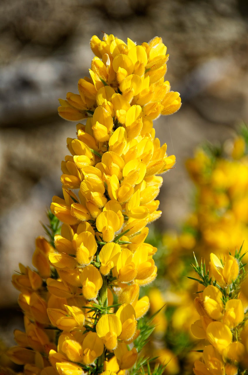 Ajonc d'europe (Ulex europaeus)
