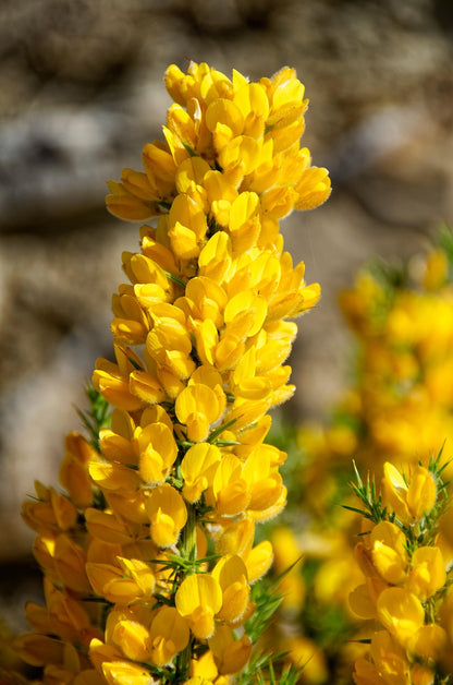 Ajonc d'europe (Ulex europaeus)