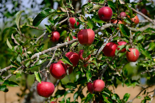 Pommier "Akane"