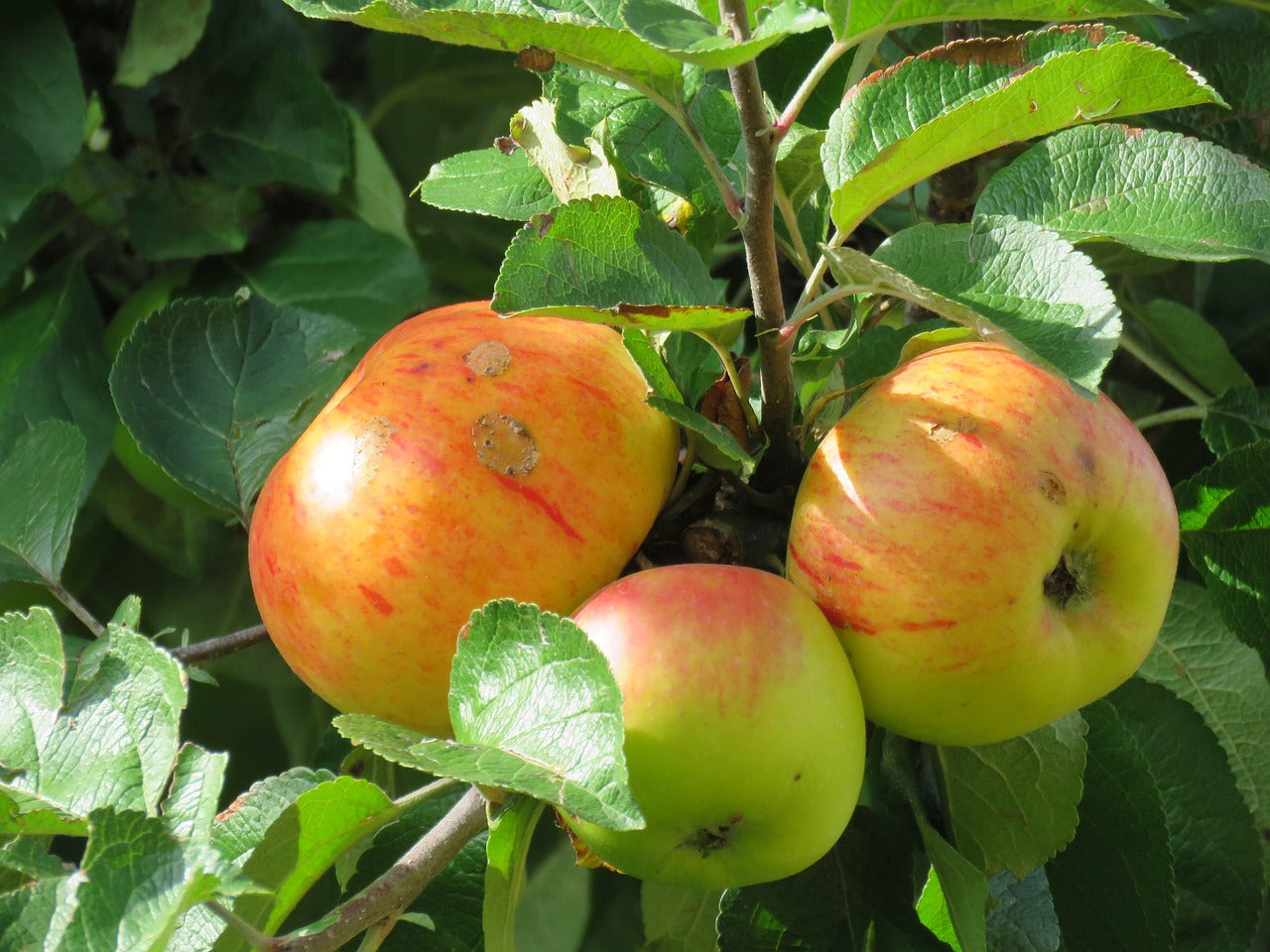 Pommier "Api orange"