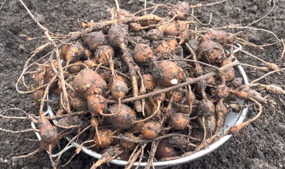 Glycine tubéreuse // Haricot patate (Apios américana)