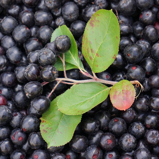 Aronia 'Galicjanka' Aronia melanocarpa