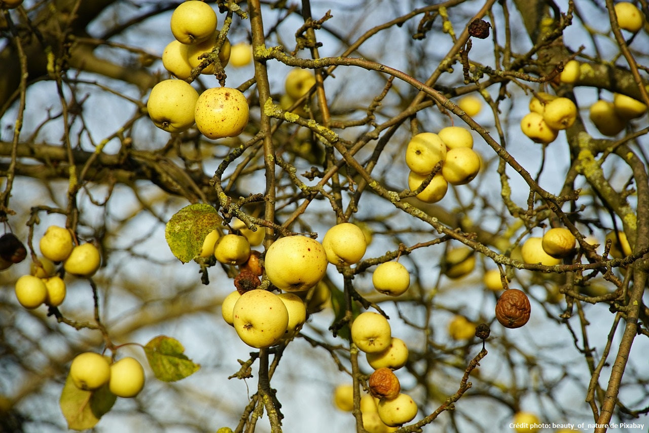 Pommier "Belchard/ Chanteclerc"