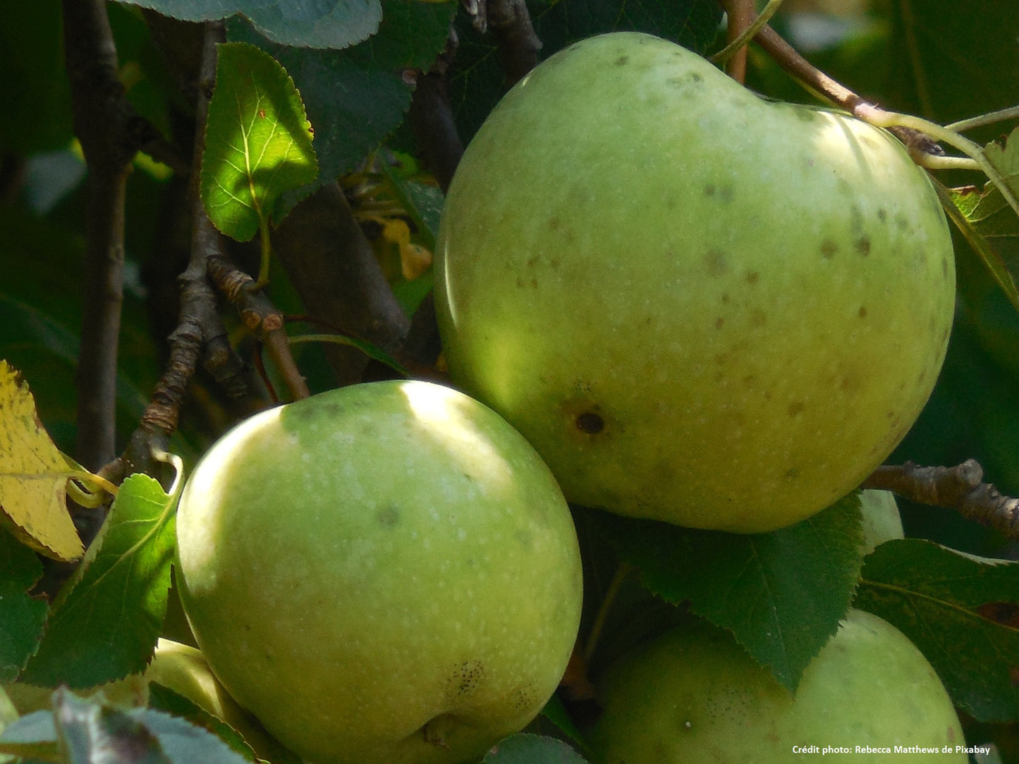 Pommier "Blanche de biozat"