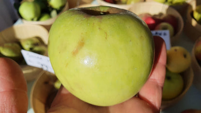 Pommier sur M111 "Canada blanc de la creuse"