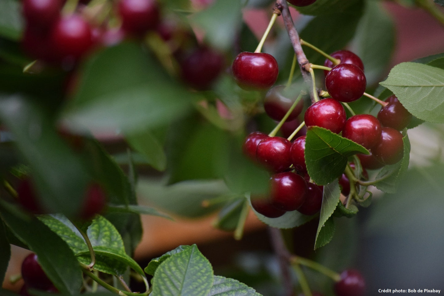 Cerisier nain "Carmin jewel"