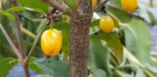 Cornouiller mâle à gros fruit "Mas flava" (Cornus mas)