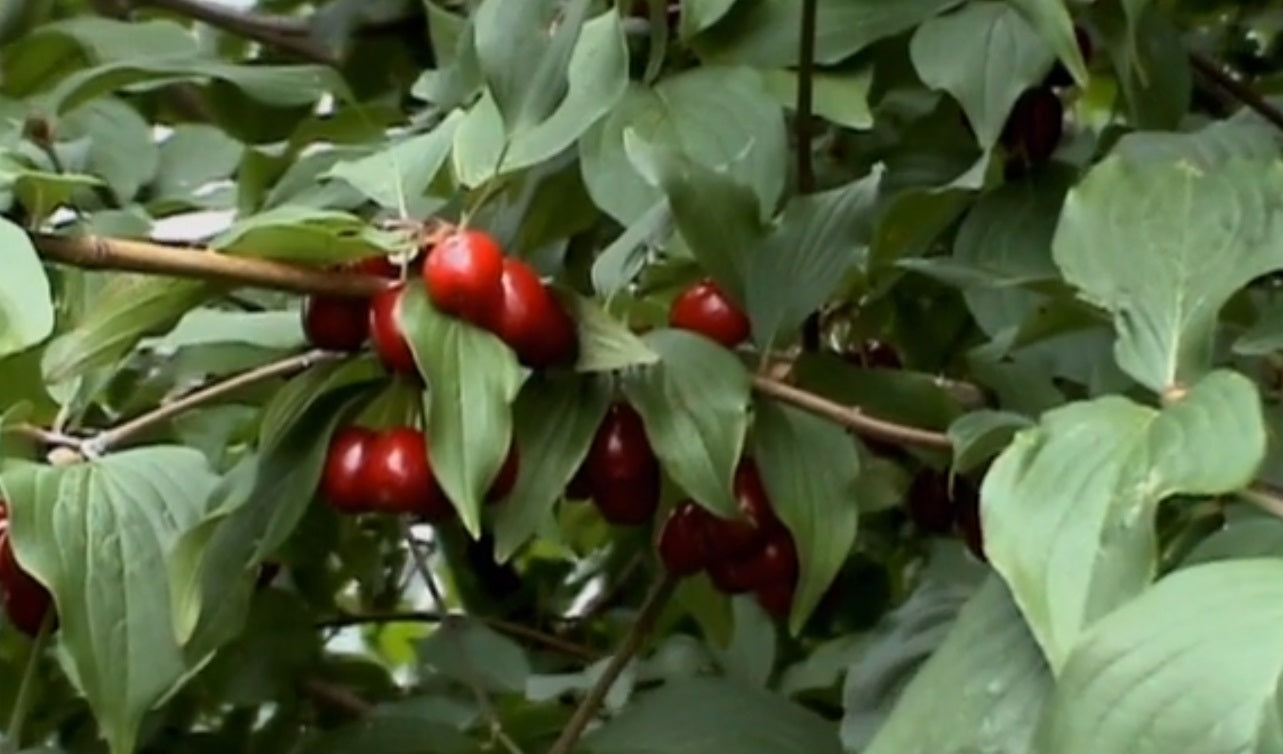 Cornouiller mâle à gros fruit "korallowyj marka" (Cornus mas)