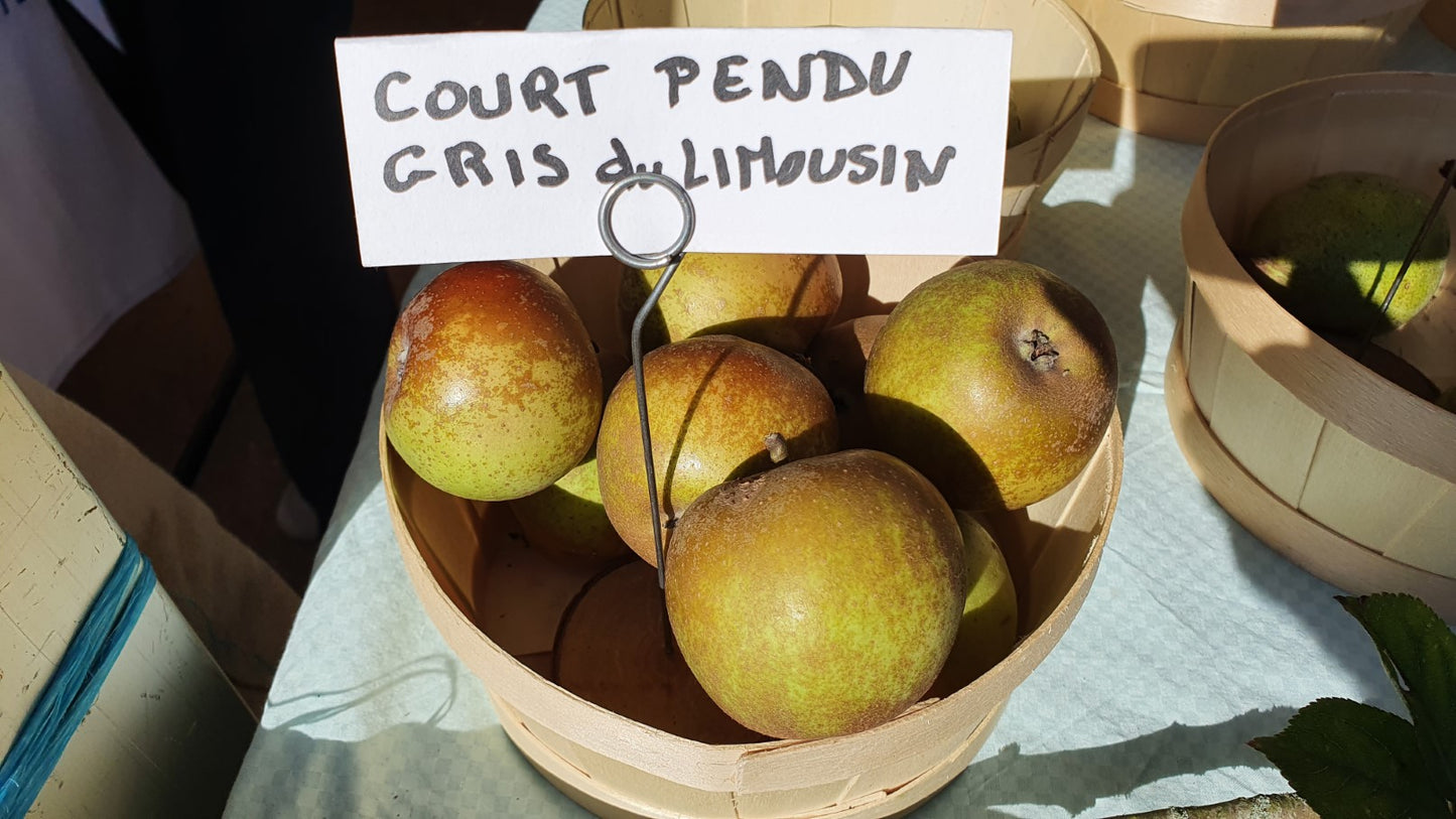 Pommier "Court pendu gris"