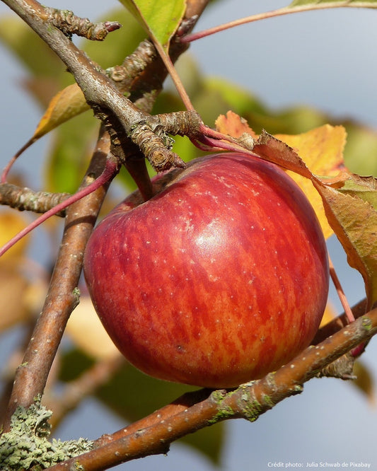 Pommier "Elstar"
