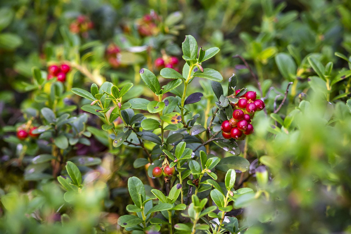Airelle (Vaccinium vitis-idaea)