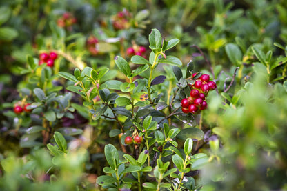 Airelle (Vaccinium vitis-idaea)