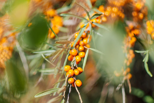 Argousier femelle 'Friesdorfer Orange' (Hippophae rhamnoides)