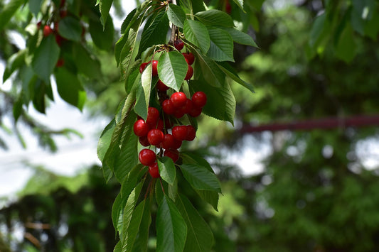 Cerisier 'Grosse cerise tardive 3'