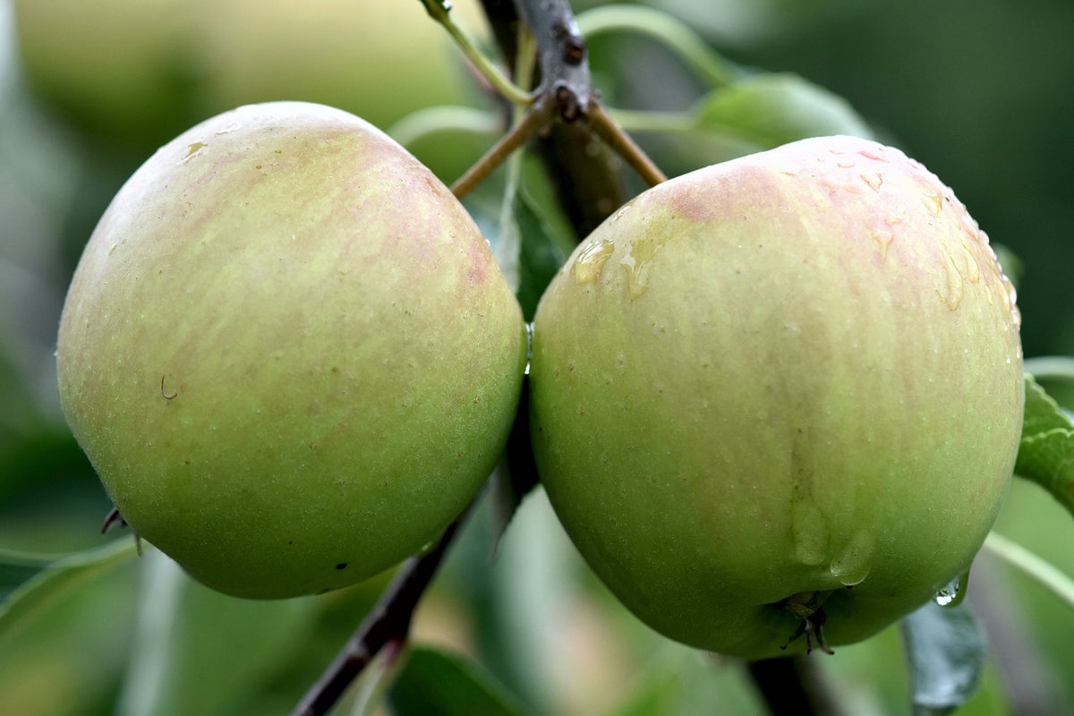 Pommier 'Groseille'