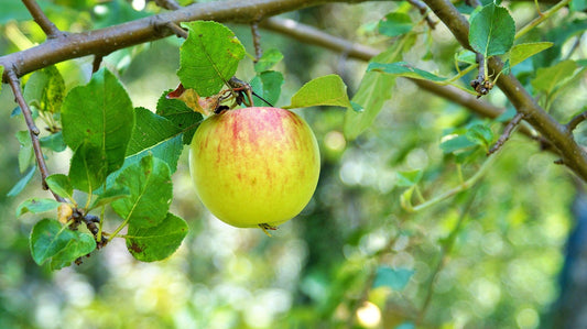 Pommier "Gouge"