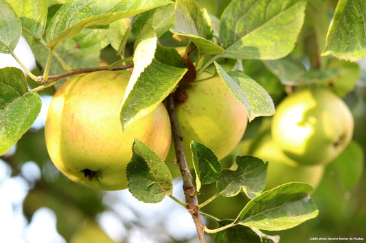 Pommier "Gros locard"