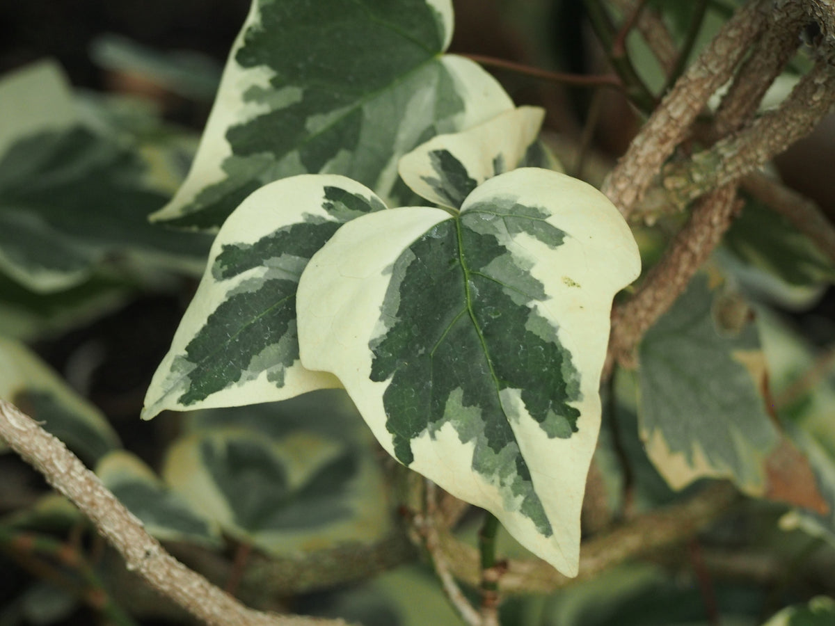 Lierre "Gloire de marengo" (Hedera Algeriensis) à très grosses feuilles