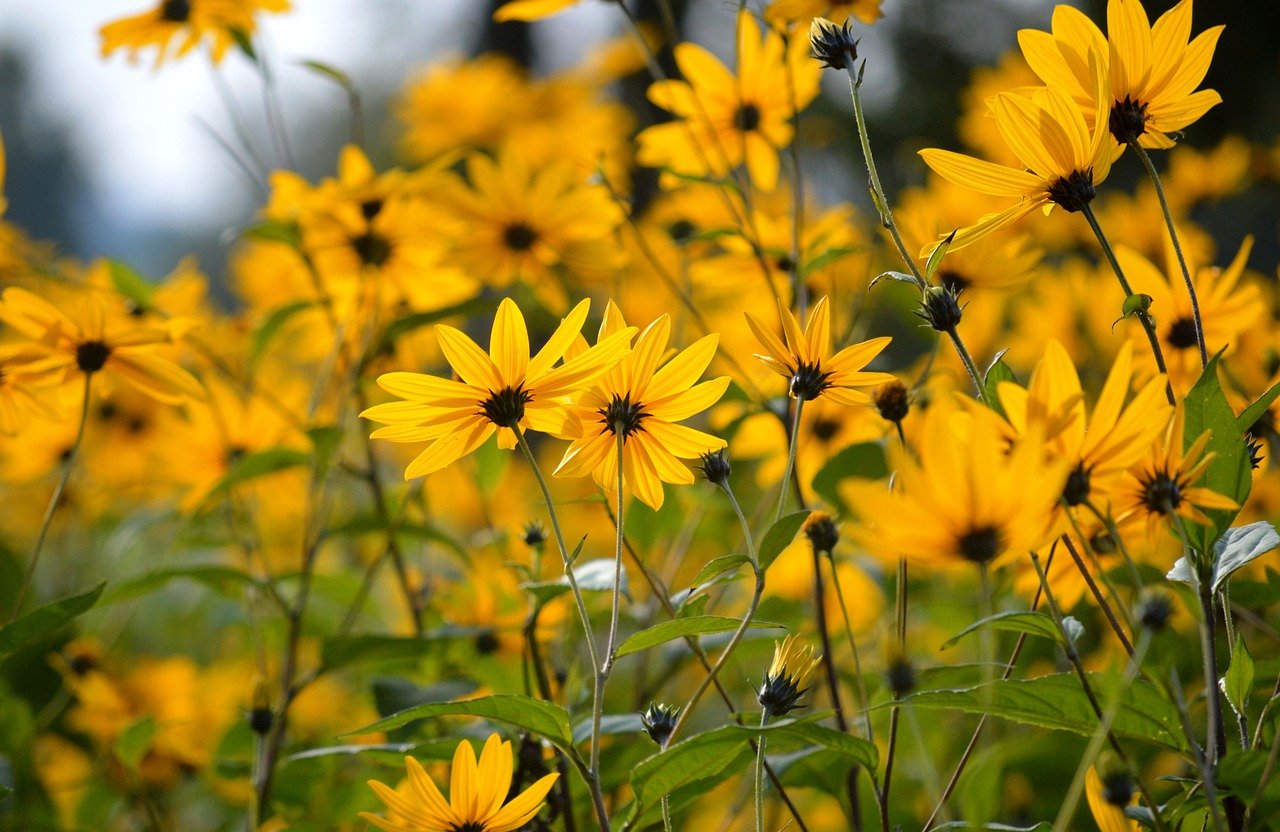 Hélianthi (Helianthus strumosus)