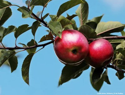 Pommier "Judaine" (greffé sur nanifiant)