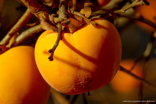 Kaki "Fuyu"// kaki "pomme" (Diospyros lotus)