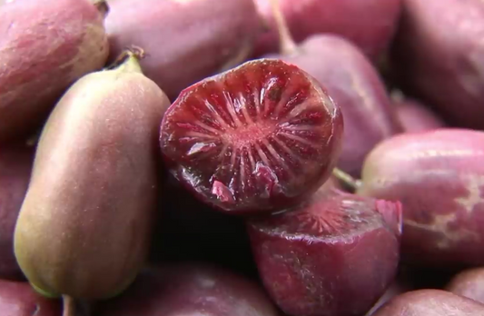 Kiwaï 'ken's red' mâle // Kiwi de sibérie (Actinidia arguta)