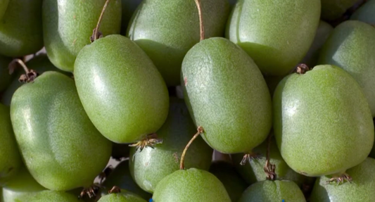 Kiwaï autofertile "kokuwa" // kiwi de sibérie (Actnidia Arguta)