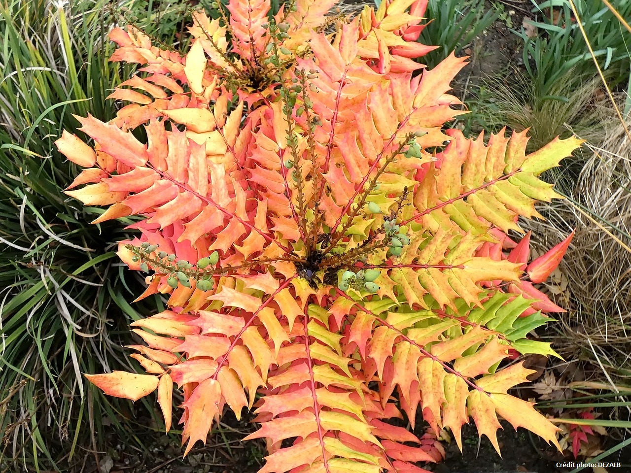 Mahonia à feuille de houx