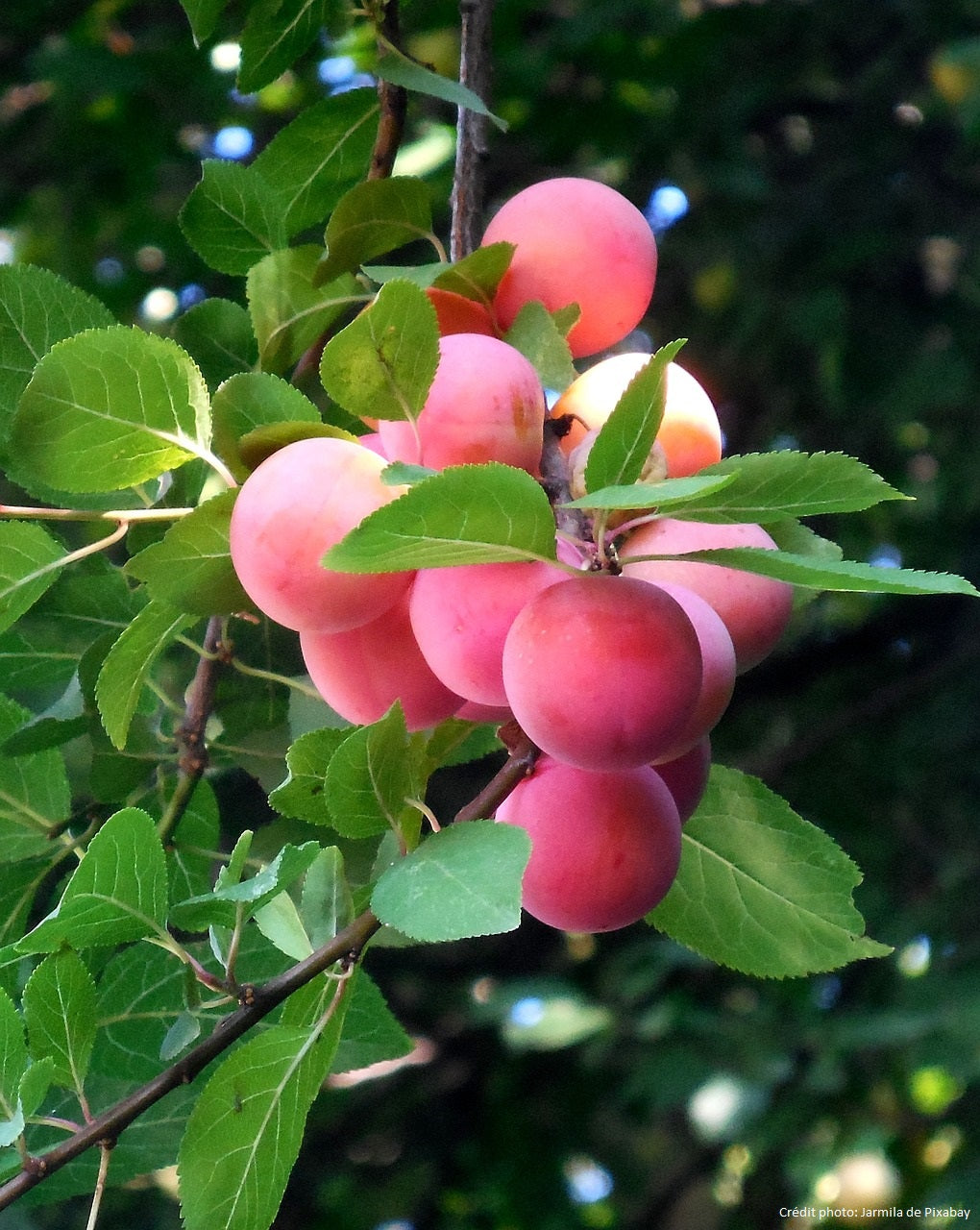 Prunier "Mirabelle Badoual"