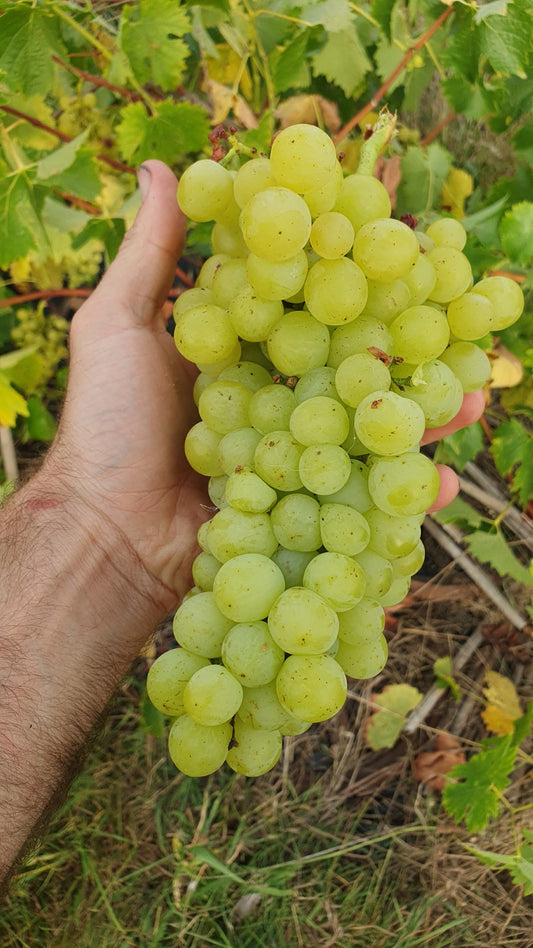 Raisin de table blanc "Muscat polonais"