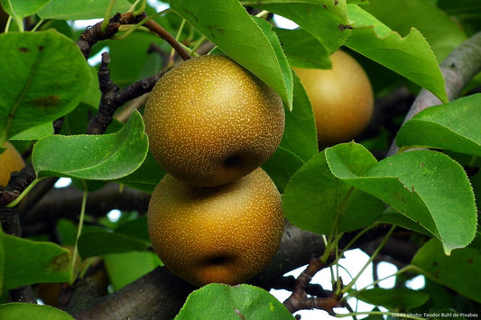 Nashi "Kumoï" (Poire japonaise)