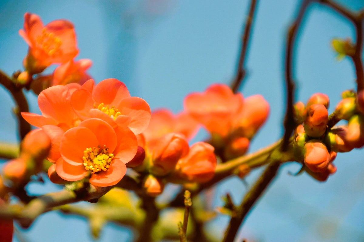 Cognassier du japon 'Orange beauty' (Chaenomeles japonica)
