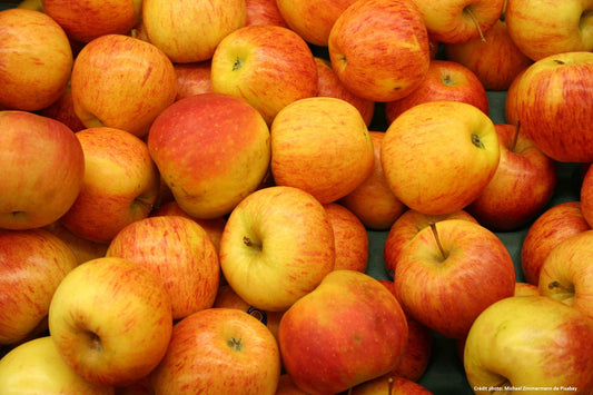 Pommier "Orange du cantal"