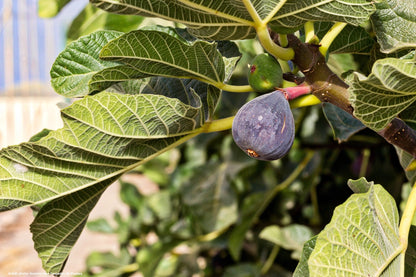 Figuier "Rouge de Bordeaux" // Figue "Pastillère" (Ficus carica)
