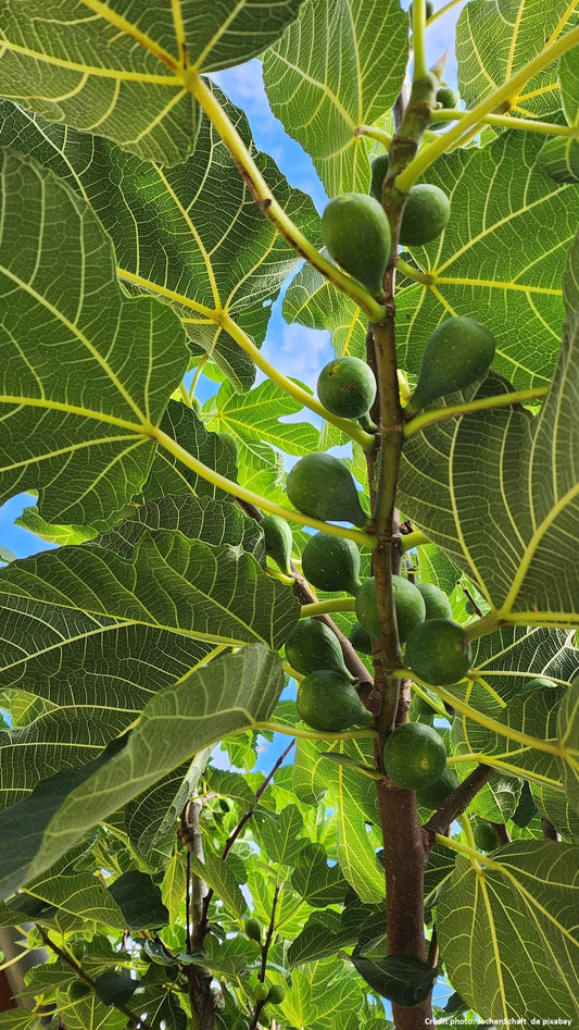 Figuier "Goutte d'or" (Ficus carica)