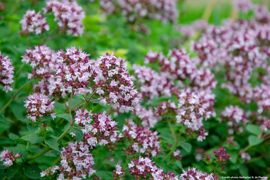 Origan vulgaire (Origanum vulgare)