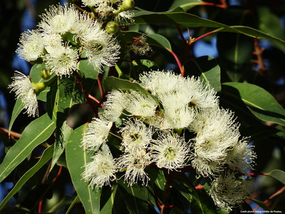 Eucalyptus Gommier des neiges (Eucalyptus niphophilia)